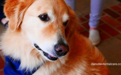 Therapy Dogs Take a Bite Out of Dental Anxiety