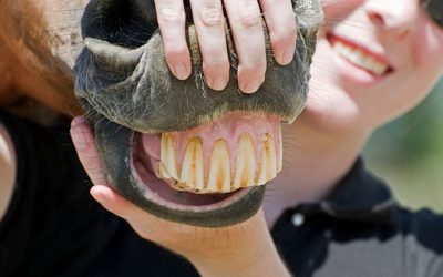 Animal Teeth vs. Human Teeth